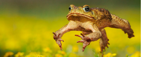 Cane toads accelerated their hostile takeover by evolving to march in straight lines