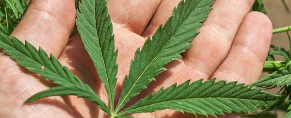 There's no evidence heavy marijuana use causes a drop in IQ