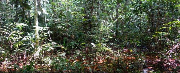 An uncomfortably large carbon deposit has been discovered in the Congo