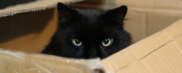Schrodinger's cat is now alive - and dead - in two boxes at once, IRL experiment reveals