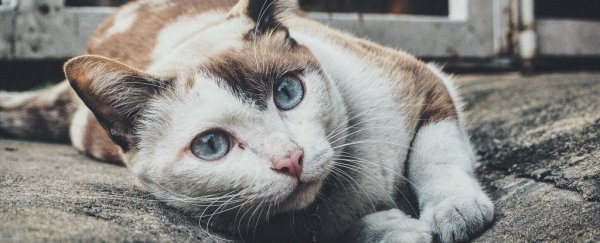 New York officials report the first ever case of bird flu spread from cat to human