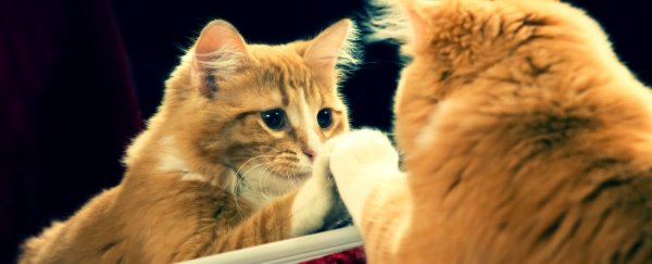 The awesome physics behind how mirrors work