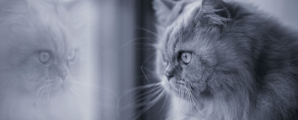 Do Animals Recognise Themselves in Mirrors? : ScienceAlert
