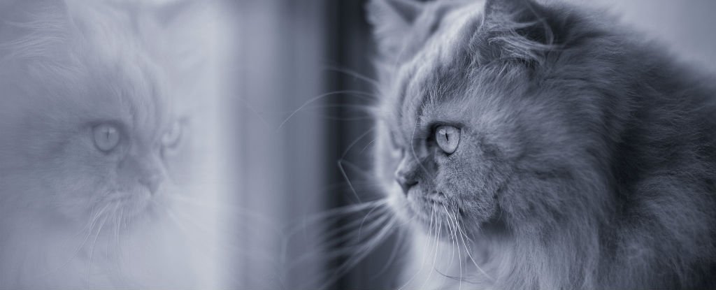 Do Animals Recognise Themselves in Mirrors? : ScienceAlert Do Animals Recognise Themselves in Mirrors? : ScienceAlert