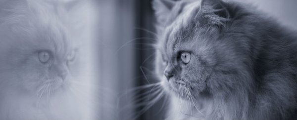 Do animals recognise themselves in mirrors?