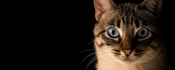 We finally know how the 'mind-altering' cat parasite controls our immune response
