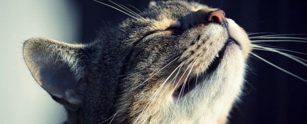 Here’s what living in a world without smell is like