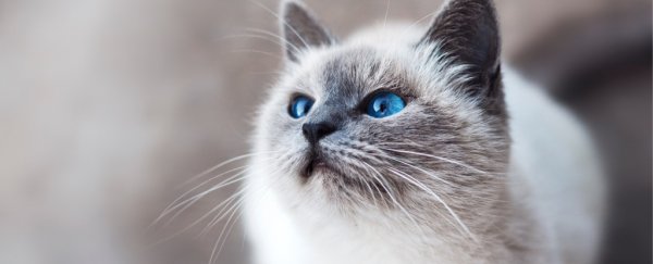 Ancient DNA shows how cats took over the world