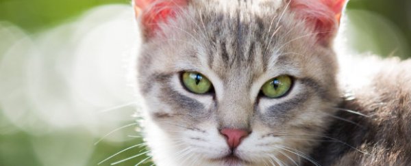 Scientists studied thousands of cats and identified 7 distinct personality traits