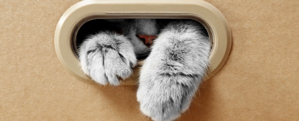 It's possible to keep Schrodinger's cat alive without ever opening the box