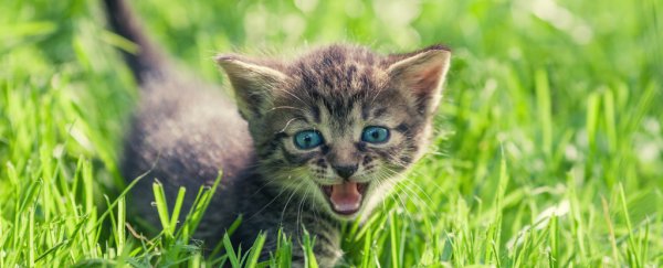 A new study will figure out if cats pick up the dialects of their owners