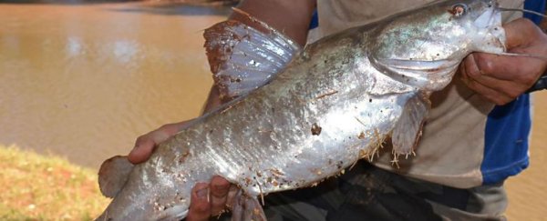 Huge Australian catfish have started catching and eating mice