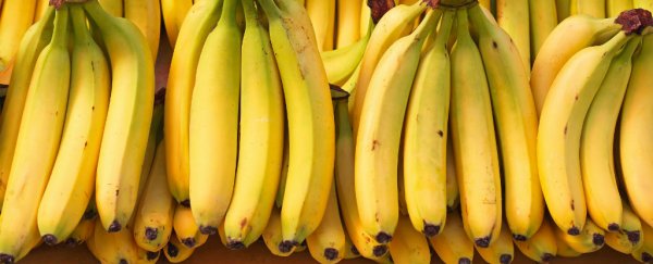 New study confirms that bananas are being driven to extinction