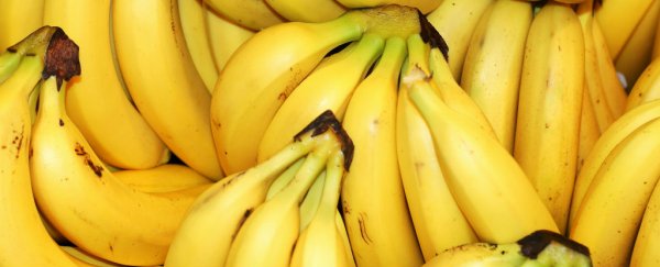 Watch: The terrifying truth about bananas