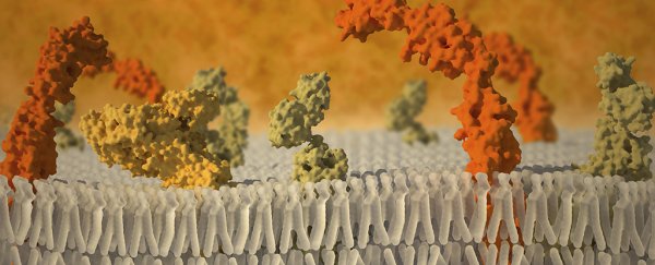 Scientists have accurately modelled a virus invading a cell for the first time