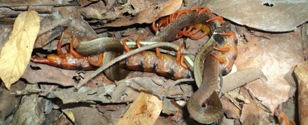 Yes, that is a giant centipede eating a whole snake because why not