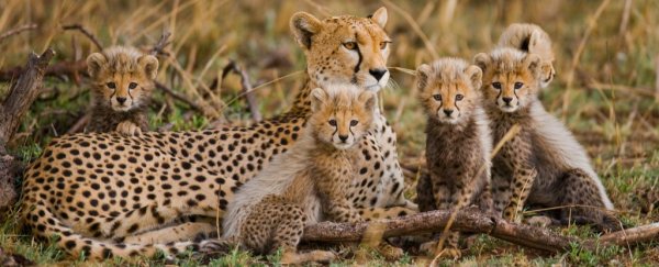 Earth is on its way to the biggest mass extinction since the dinosaurs, scientists warn
