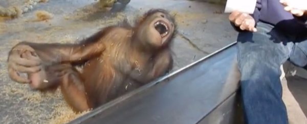 The evolutionary origins of laughter are rooted in survival - not enjoyment