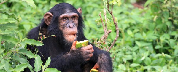 Chimpanzees are capable of learning foreign dialects to fit in with new friends