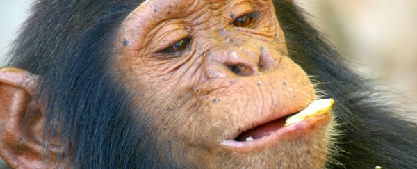 Chimps eat poop, so is there anything that actually grosses them out?