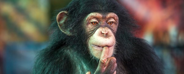 Chimps just showed they can learn a simple game just like 4-year-old humans