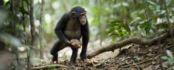Mysterious chimpanzee behaviour could be evidence of 'sacred' rituals