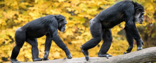 Back pain might mean your spine is shaped like a chimp's