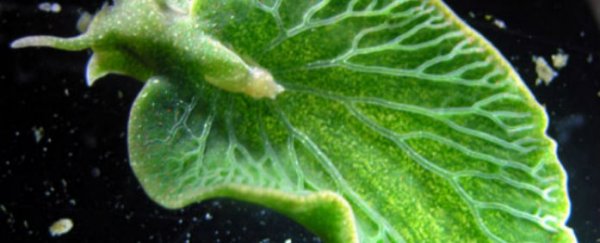 This sea slug ‘feeds’ on sunlight using photosynthesis