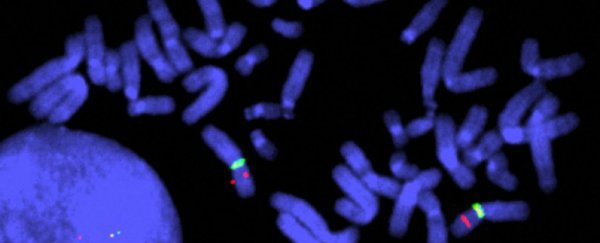 A mysterious structure occupies up to 47% of every chromosome, study finds