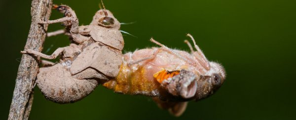 Cicada emerging from its exoskeleton