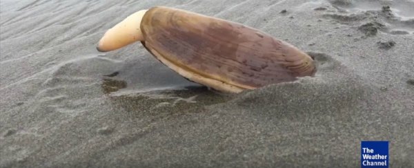 Here's the science behind that bizarre viral video of a burrowing clam