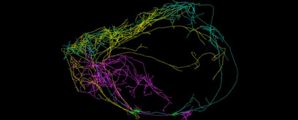 A giant neuron has been found wrapped around the entire circumference of the brain