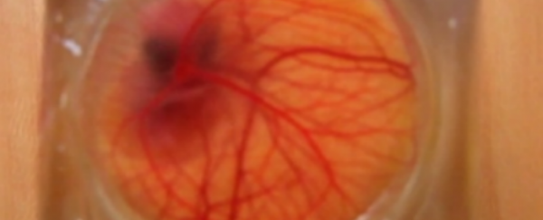 WATCH: Scientists have created a see-through eggshell to watch embryo development