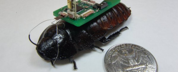 Cockroaches with microphones could help save lives