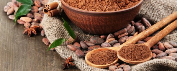 Cocoa could reverse age-related memory decline