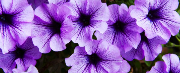 WATCH: These new flowers change colour on demand