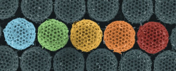 This insect's camouflage could teach us how to make an invisibility cloak