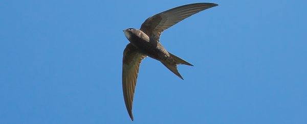 Scientists have discovered a tiny bird that can fly for 10 months straight without landing