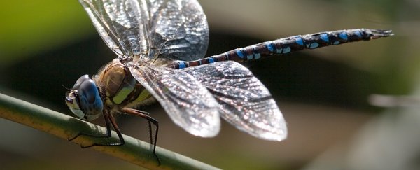 Females in this dragonfly species play dead to shake off persistent suitors