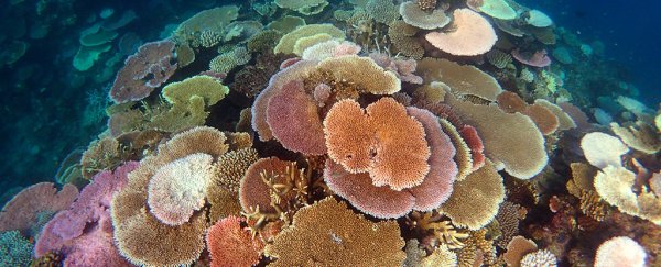 Turns out the Great Barrier Reef can actually heal itself, but we have to help it