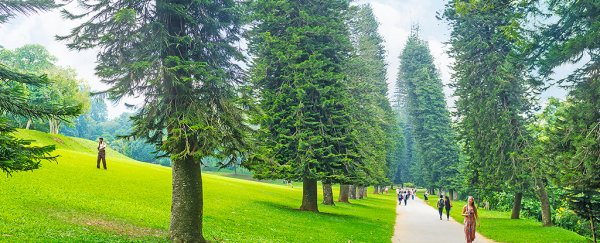 Scientists just solved the strange case of pine trees that always lean towards the equator