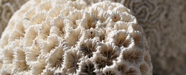 Researchers find genes in algae that could stop coral bleaching