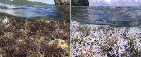 A severe worldwide coral bleaching event is now underway