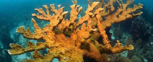 Lab-bred corals have successfully reproduced in the wild for the first time