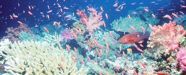 All that melting ice could actually be good for some coral reefs, study finds