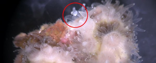 We now know why corals keep eating plastic and it's worrying