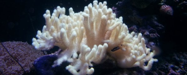 Corals in Sydney Harbour have been extensively bleached for the first time ever