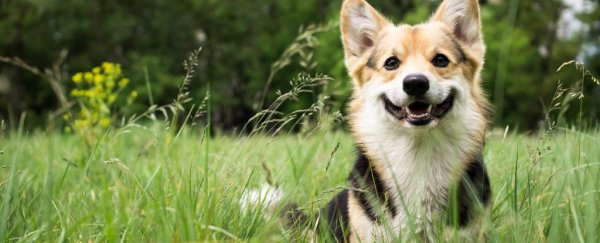 Dog ownership is linked to yet another great health benefit, says study