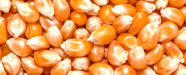 The world is stuck on eating the same few crops, and that's really bad for us all
