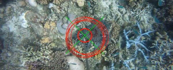 This Terminator-style robot has successfully removed invasive starfish from the Great Barrier Reef